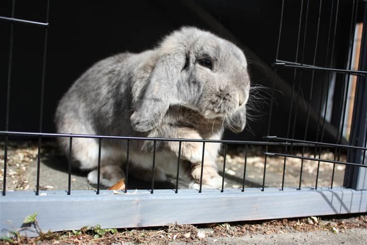 Kanin Juulgaardens | Gray billede 14