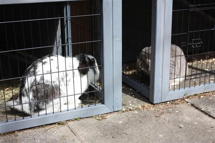 Kanin Juulgaardens | Gray billede 15