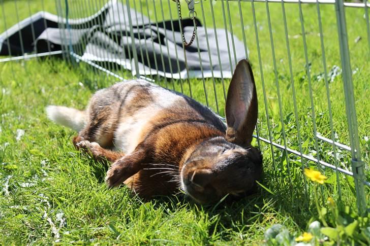 Kanin Aslan - Så får man sig lige en slapper i solen billede 1