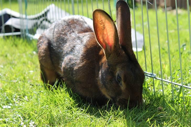 Kanin Aslan billede 2