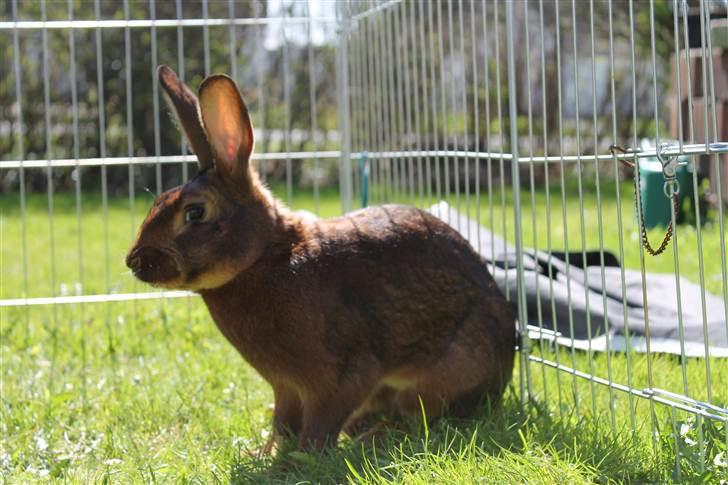 Kanin Aslan billede 3