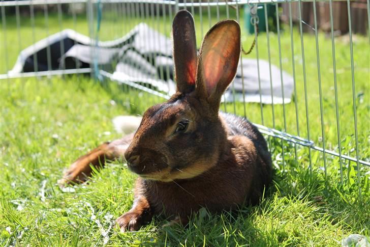 Kanin Aslan billede 4