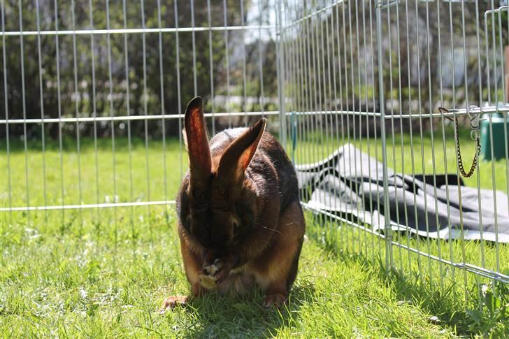 Kanin Aslan billede 5