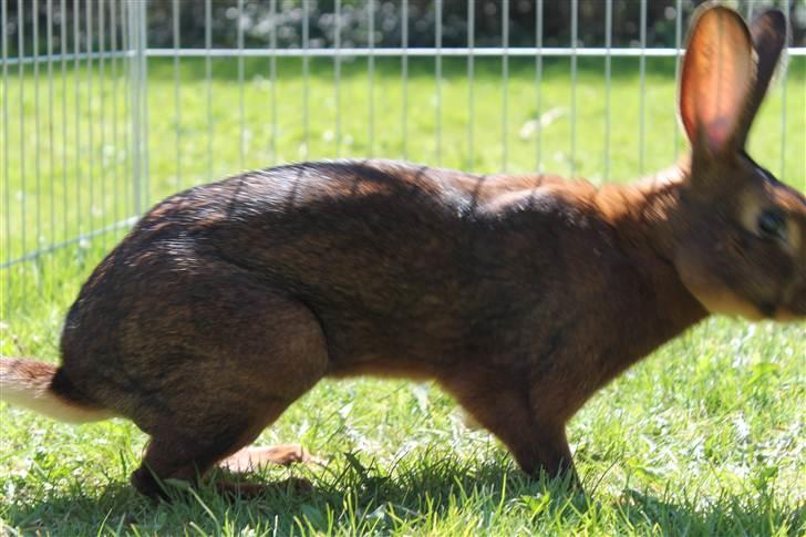 Kanin Aslan billede 6