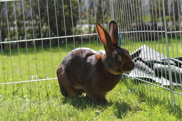 Kanin Aslan billede 7