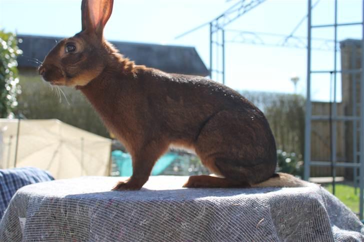 Kanin Aslan billede 8