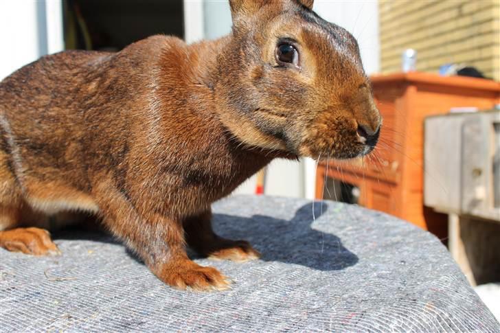 Kanin Aslan billede 9