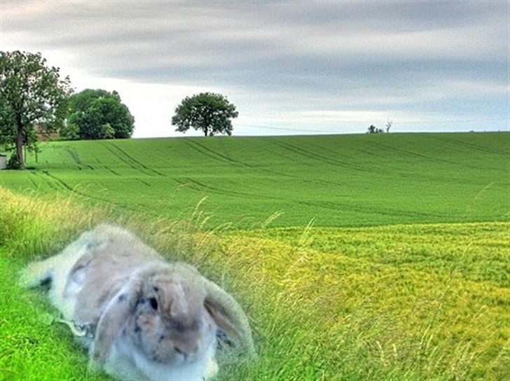 Kanin Samson R.I.P. - redigeret af mig :) billede 20