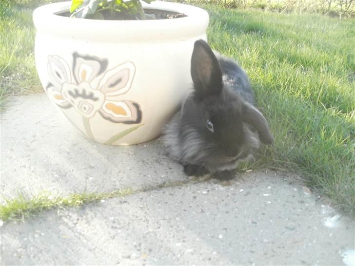 Kanin Prince Shadow | Keglen | Soulmate<3 billede 4