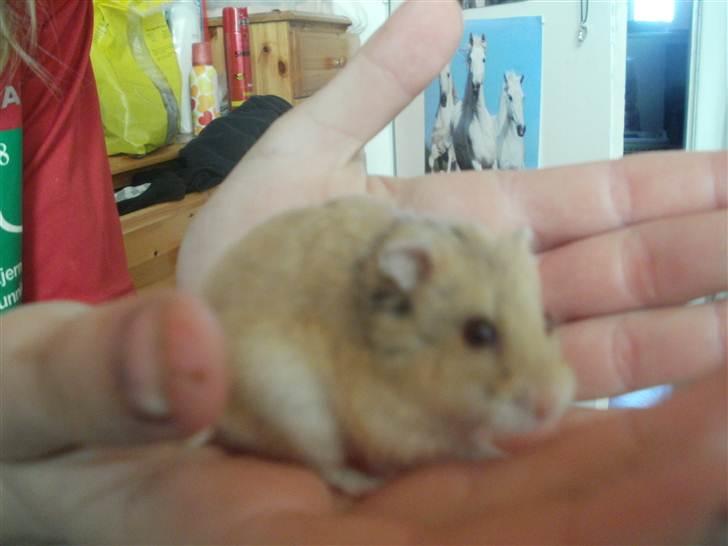 Hamster Skandinavians Milla. billede 1
