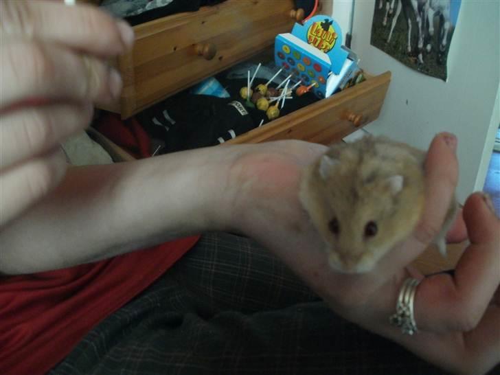 Hamster Skandinavians Milla. billede 2