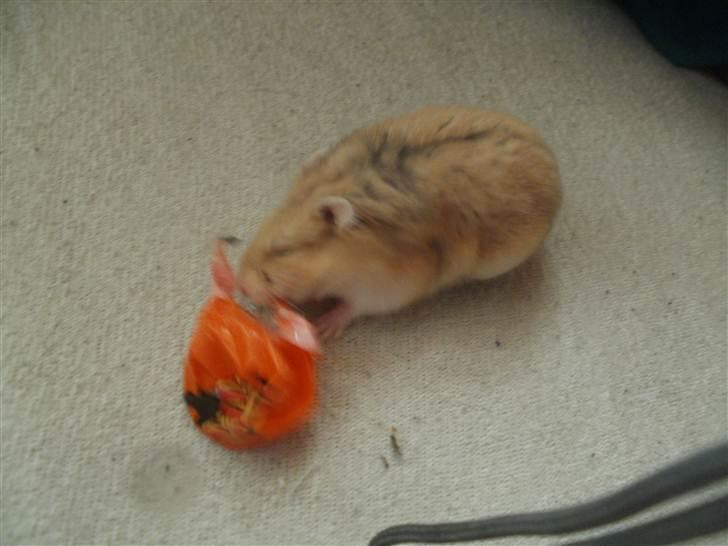 Hamster Skandinavians Milla. billede 3