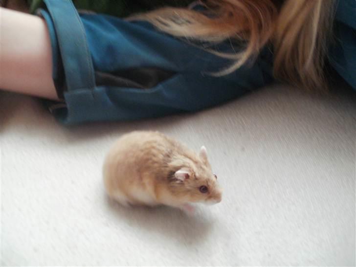Hamster Skandinavians Milla. billede 4