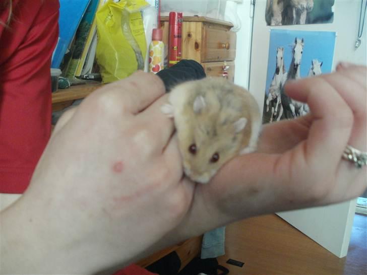 Hamster Skandinavians Milla. billede 5