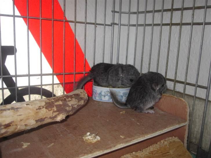 Chinchilla Wilma *aflivet d. 04-06-2012* - 6 dage gammel billede 10