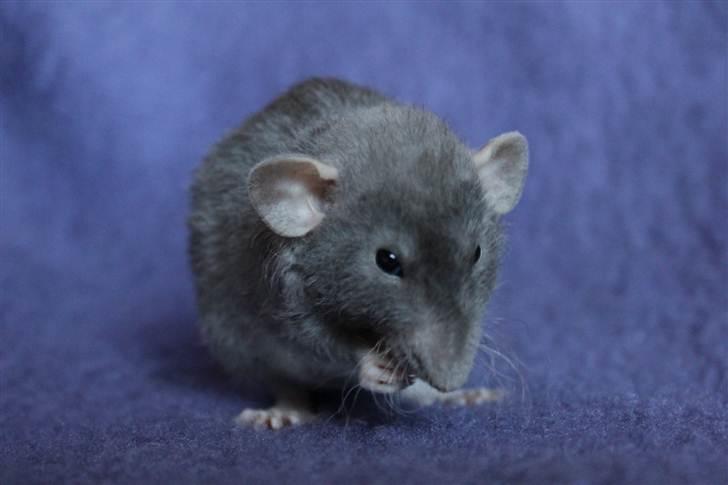 Tamrotte VictoyRats A Capella billede 1