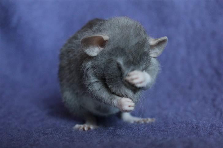 Tamrotte VictoyRats A Capella billede 2