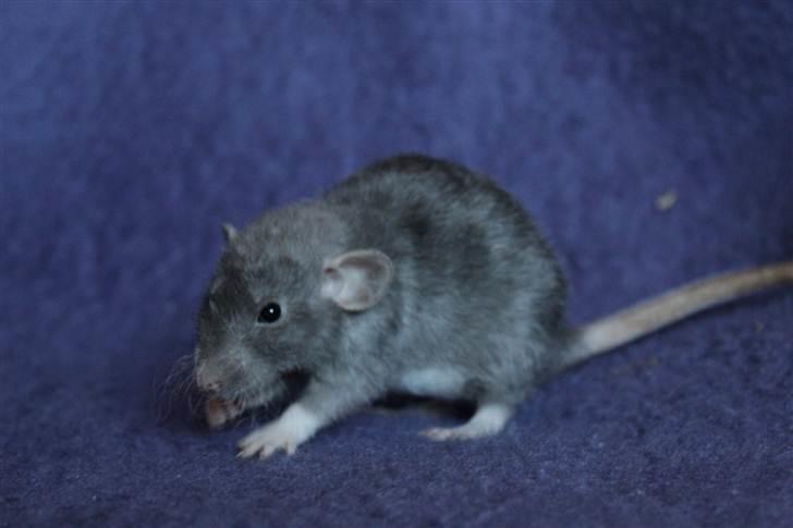 Tamrotte VictoyRats A Capella billede 4