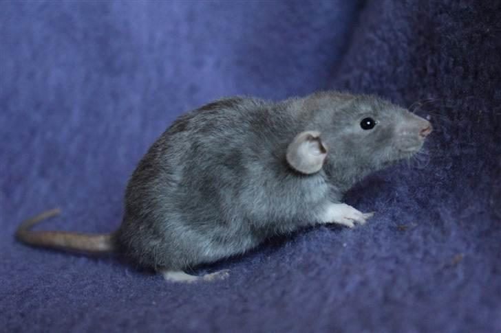 Tamrotte VictoyRats A Capella billede 5