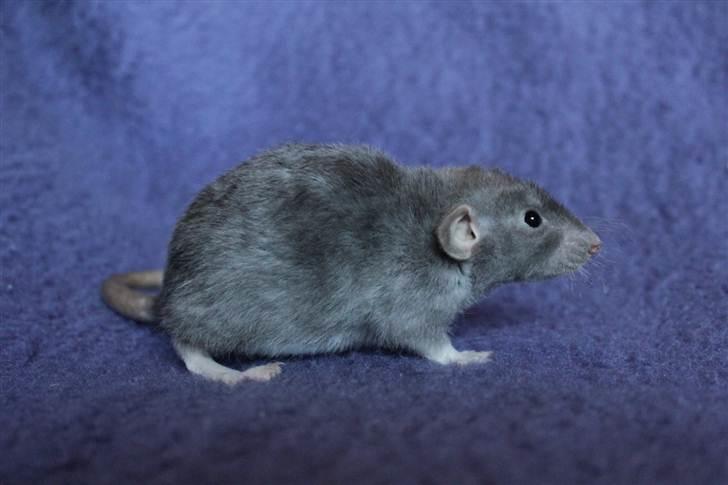 Tamrotte VictoyRats A Capella billede 6