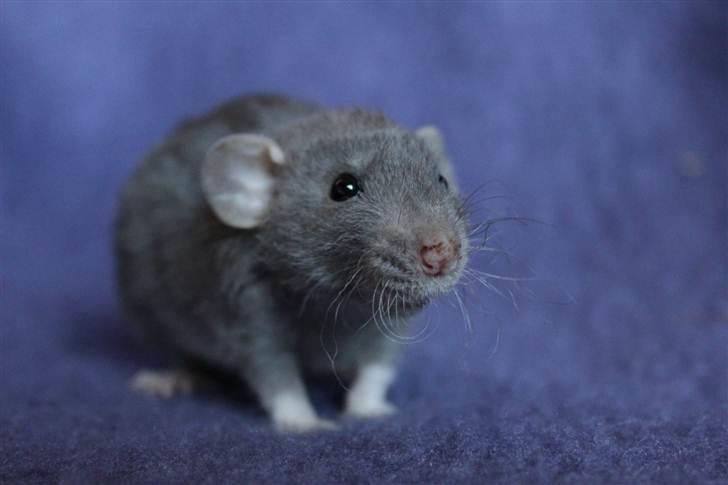 Tamrotte VictoyRats A Capella billede 7