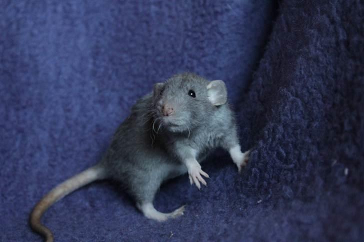 Tamrotte VictoyRats A Capella billede 8