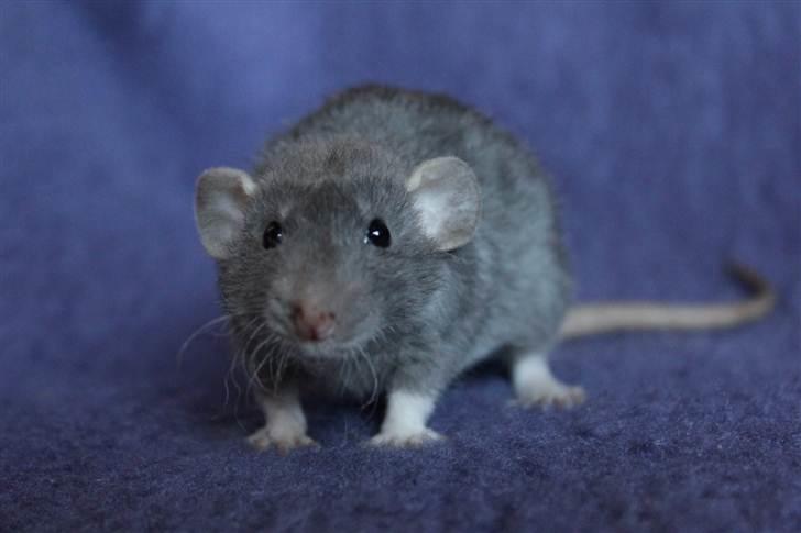 Tamrotte VictoyRats A Capella billede 9