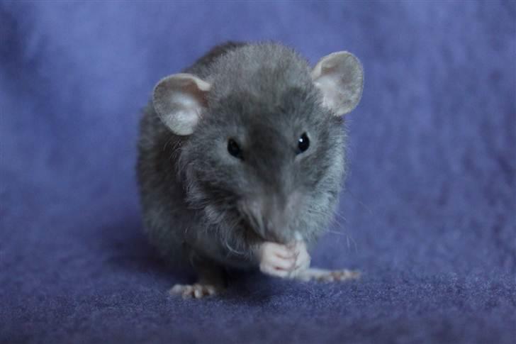 Tamrotte VictoyRats A Capella billede 10