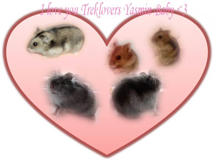 Dværghamster Trekløver's Yasmin Baby billede 13