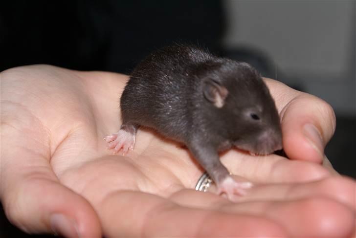 Tamrotte West Coast Lagavulin <3 billede 1