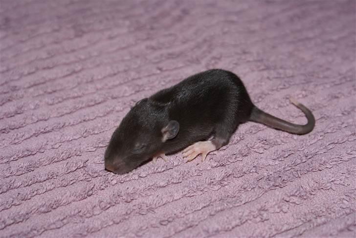 Tamrotte West Coast Lagavulin <3 billede 2