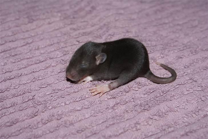 Tamrotte West Coast Lagavulin <3 billede 3