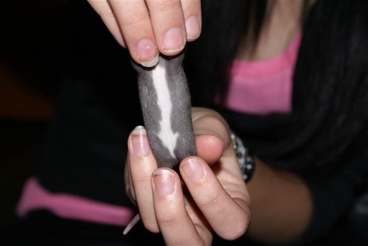 Tamrotte West Coast Lagavulin <3 billede 4