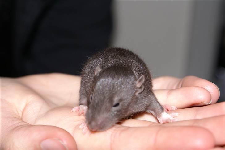 Tamrotte West Coast Lagavulin <3 billede 5