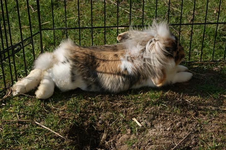 Kanin Jordbærgårdens Banzai billede 10