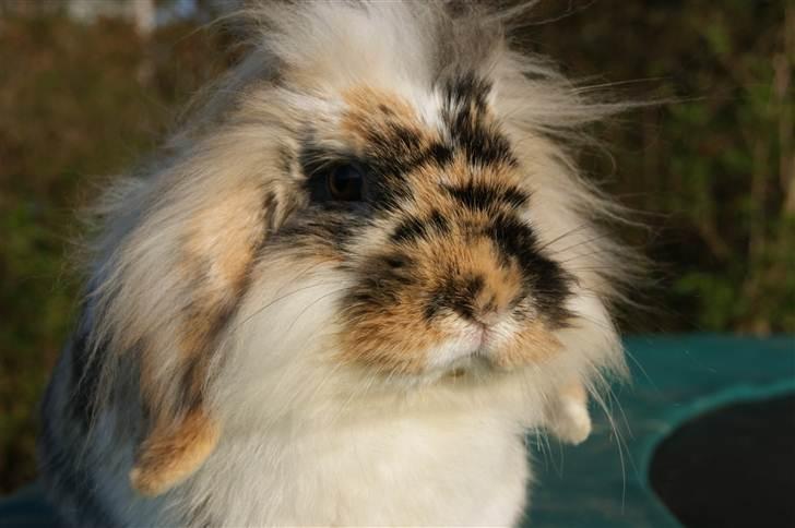 Kanin Jordbærgårdens Banzai billede 11