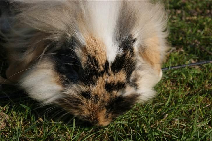 Kanin Jordbærgårdens Banzai billede 12