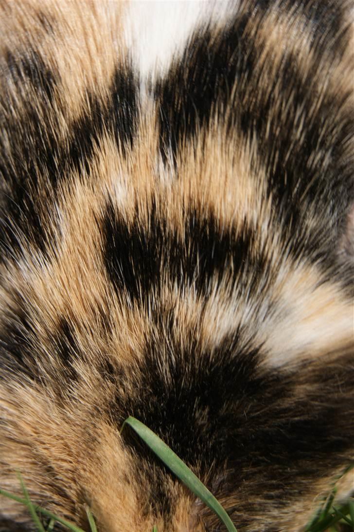 Kanin Jordbærgårdens Banzai billede 13