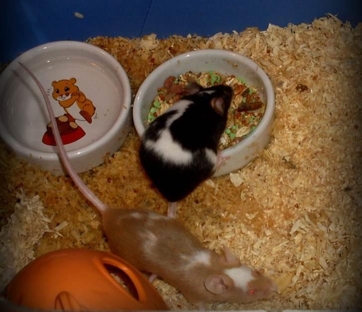 Mus R.I.P. Miss Jingles billede 2