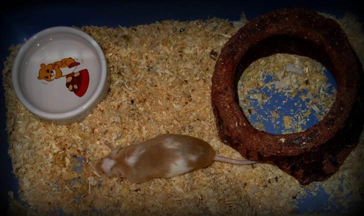 Mus R.I.P. Miss Jingles billede 3
