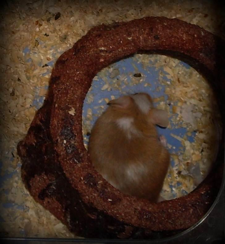 Mus R.I.P. Miss Jingles billede 4