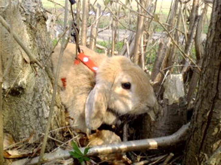 Kanin Nina  billede 1