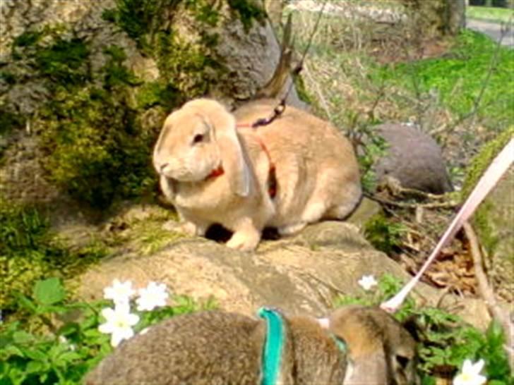 Kanin Nina  billede 2