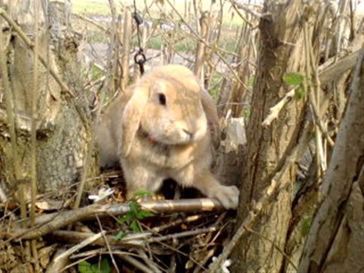 Kanin Nina  billede 3