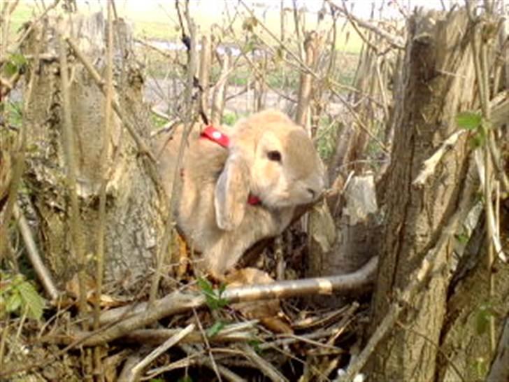 Kanin Nina  billede 5