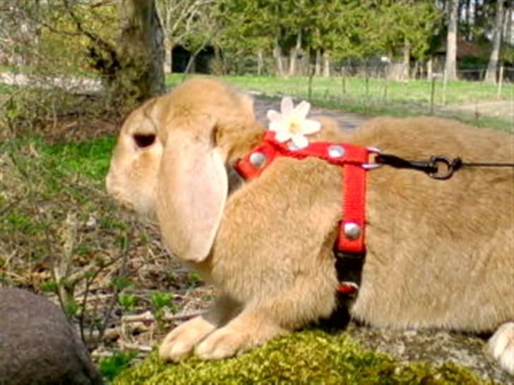 Kanin Nina  billede 7