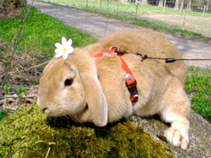 Kanin Nina  billede 8