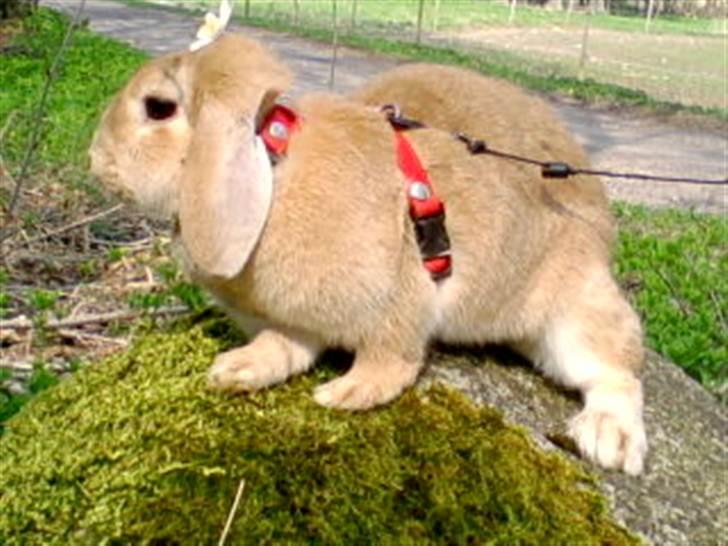 Kanin Nina  billede 9