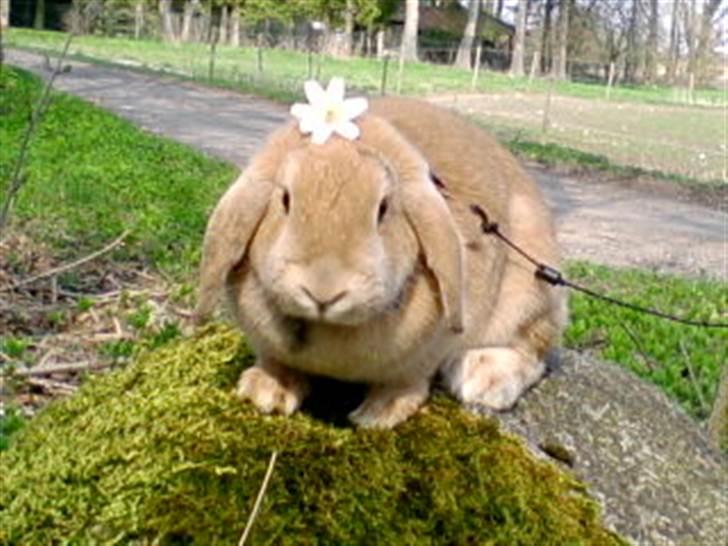 Kanin Nina  billede 10