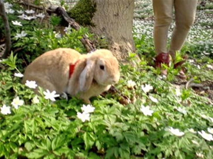 Kanin Nina  billede 12